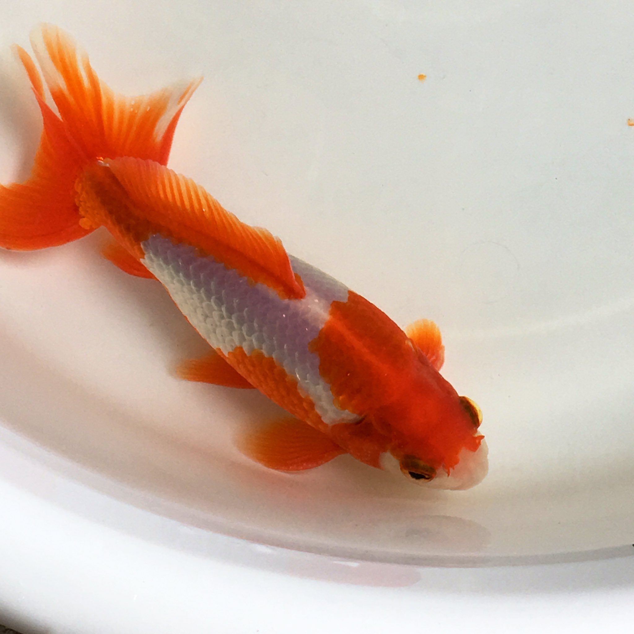 浮田 Paul 金魚備前守 和金氏 16年生まれ 実物はもっと白い鱗が キラキラしてるけど 主の写真技術の限界 金魚 和金 T Co H3kbvycz0x Twitter
