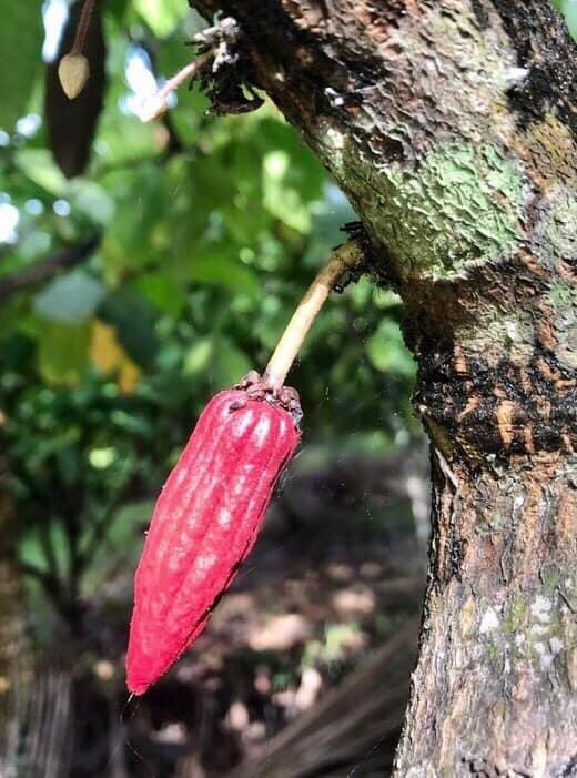 natmuseumbohol's tweet image. #Cacao
#Tableya
#SikwateMoDiha
#MuseumFromHome
#MgaKwentongPamana
#NationalMuseumBohol

Read more at facebook.com/99345098081817…