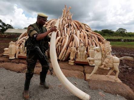 JjackX14's tweet photo. #BanWildlifePoaching !! #BanIvory !!
#StandForElephants >> #RacingExtinction !! https://t.co/WFcfRoyn4E