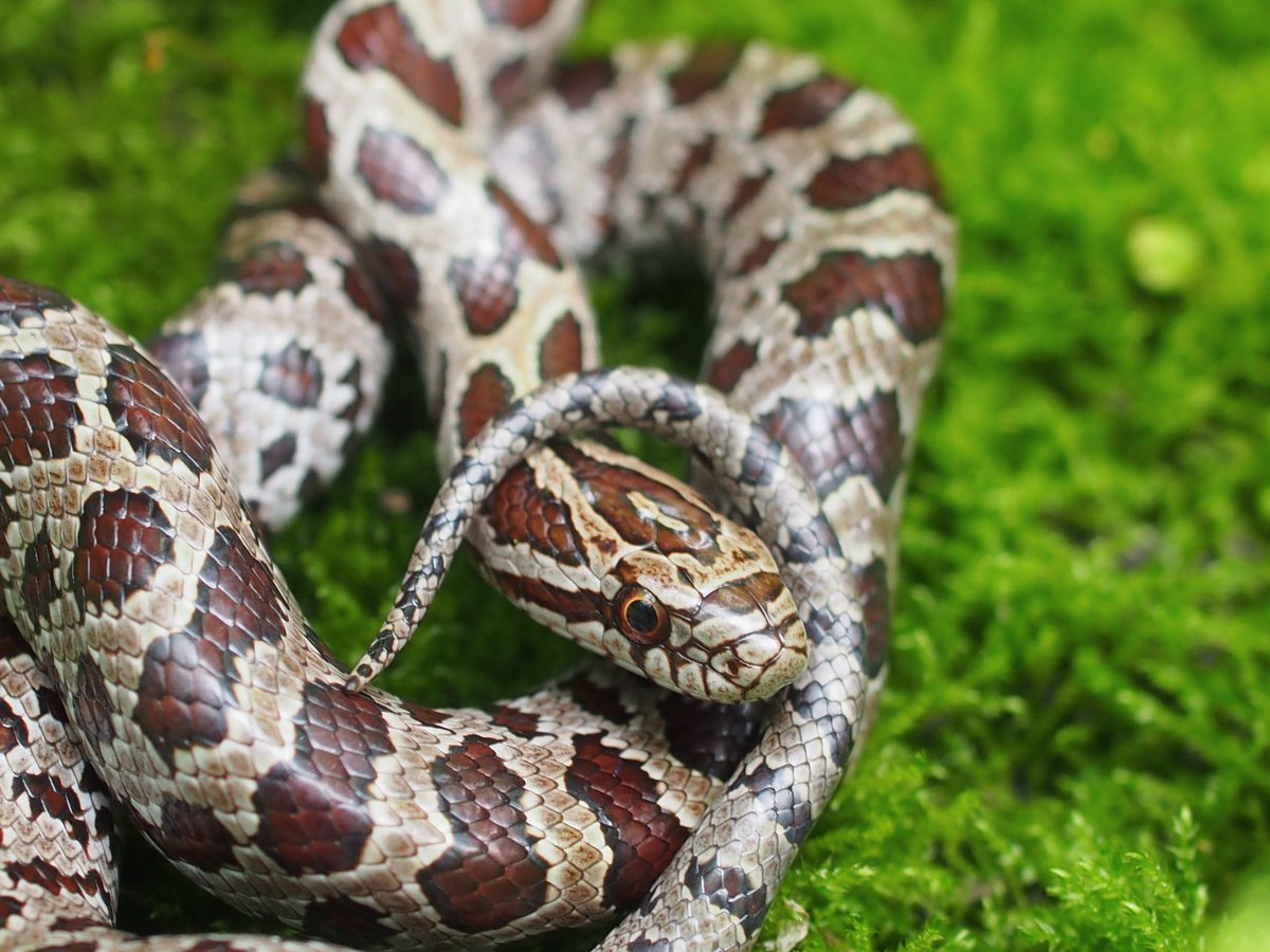 BugCatcher_Mark's tweet photo. Prairie Kingsnake. #herping #snake #oklahoma #nature #reptile #herping2020 #photography https://t.co/PmK2qCsjqC
