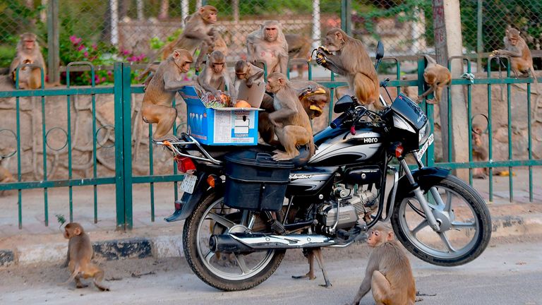 HowardFarran's tweet photo. Monkeys 'escape with COVID-19 samples' after attacking lab assistant. One of the primates was reportedly later spotted up in a tree, chewing one of the sample collection kits. https://t.co/IFut9INhHs https://t.co/aeeOUWtBhX