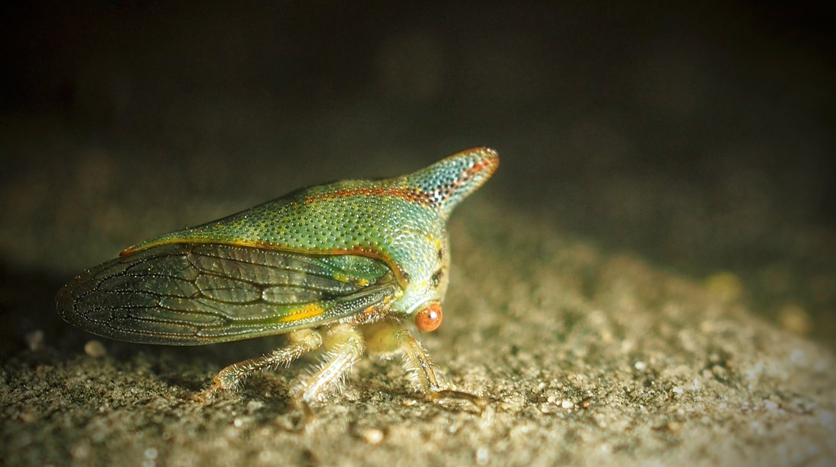 BugCatcher_Mark's tweet image. Some recent invertebrate friends. #bugcatcher #entomology #invertebrate #blackwidow #lunamoth #tarantual