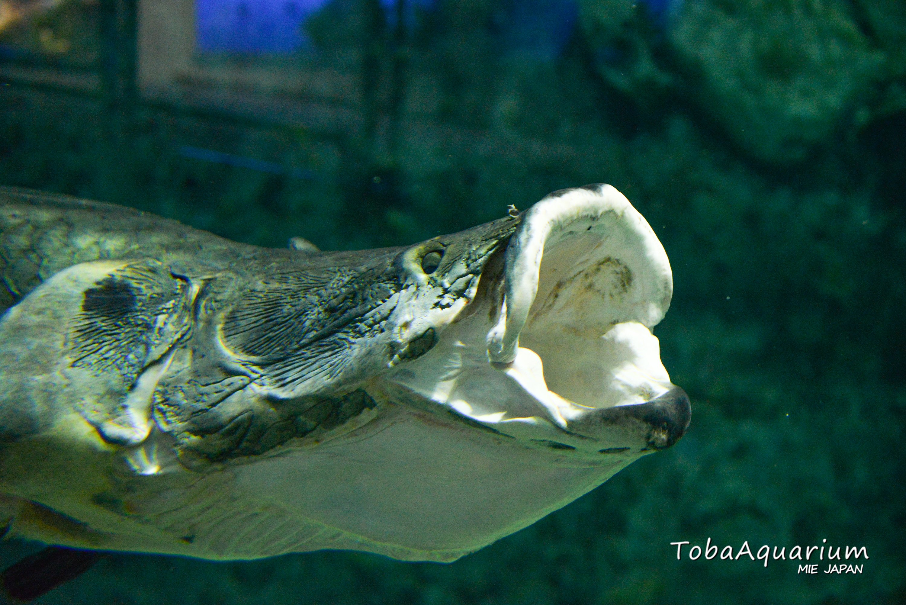 ピラルク Twitter Search Twitter