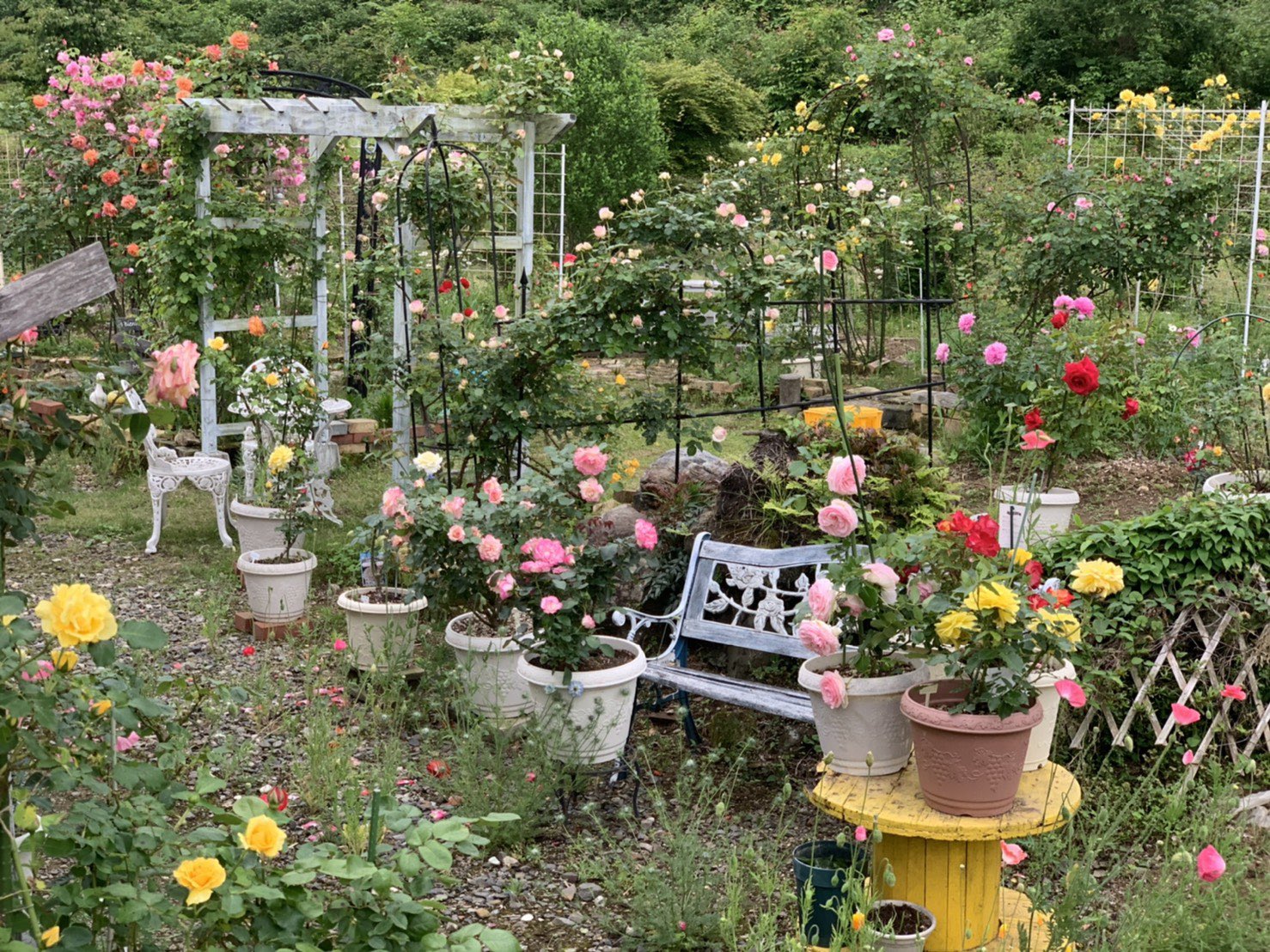 那須小川ゴルフクラブ Auf Twitter 実家に帰ったら薔薇 満開でした ˊ ˋ いぃ匂い ﾟ ゴルフ ゴルフ場 ゴルファー ゴルフ日和 薔薇 バラ バラ好き 庭 お庭 花壇 ガーデニング お花 花 ローズ Rose 栃木県 那珂川町 大田原市