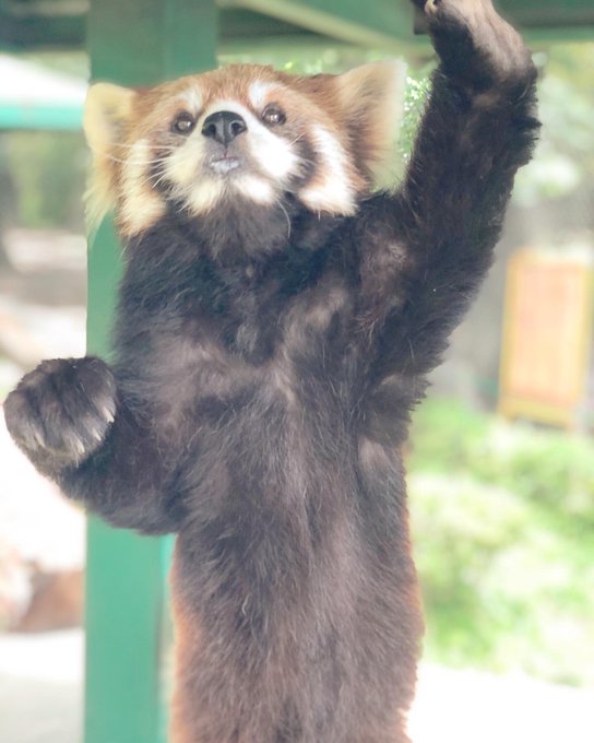 挙手のお手本のtwitterイラスト検索結果