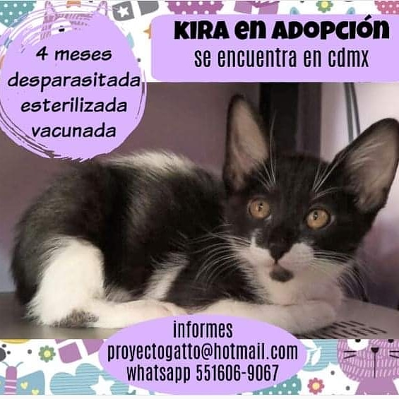 <a href="/lagateria/">La Gatería</a> La  linda Kira es está tierna gatita que busca una familia y tener una segunda oportunidad... la ayudas? #adopciones #adoptanocompres #adoptaungatito #proyectogattocdmx #porunasegundaoportunidad  #lovelycats #cats  #gato #gatoslindos #love #tierno #gatostiernos #rt