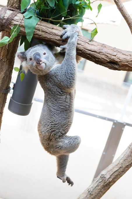 王子動物園の混雑やランチ情報を地元民が教えます 子連れ必見 子どもとお出かけ