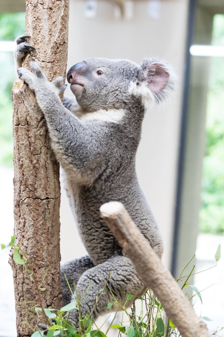 王子動物園の混雑やランチ情報を地元民が教えます 子連れ必見 子どもとお出かけ