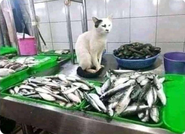 AbdulhamidManir's tweet photo. When you’re So broke and working with the Bank 🏦 😂😂 https://t.co/szuXMhYDPf