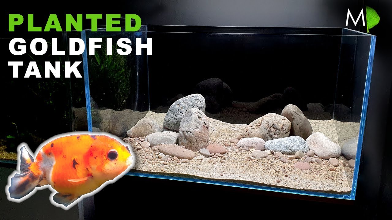 FlakeFood on X: Aquariums: MAKING A PLANTED GOLDFISH AQUARIUM  MD FISH  TANKS   / X