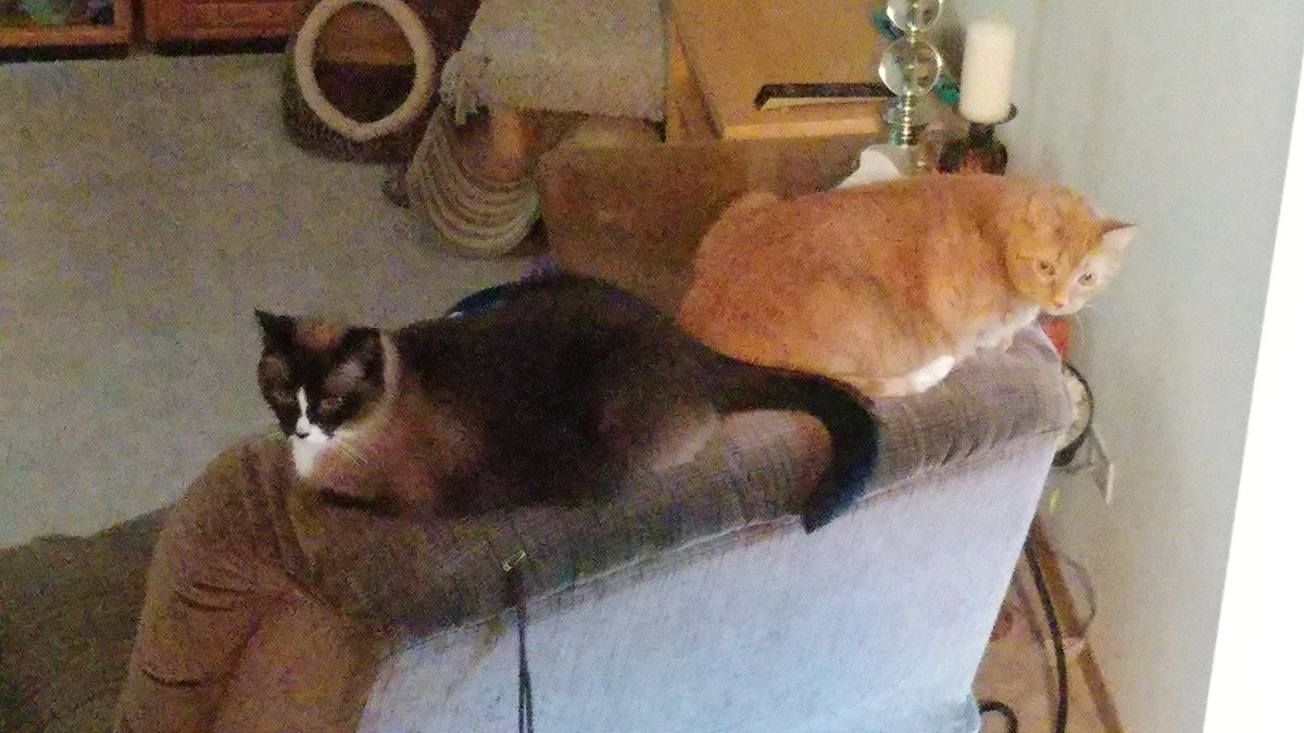 metal_brook's tweet photo. Mickey takes his spots seriously. https://t.co/pLz5RggWOH