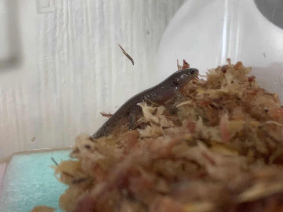 トウキョウサンショウウオ