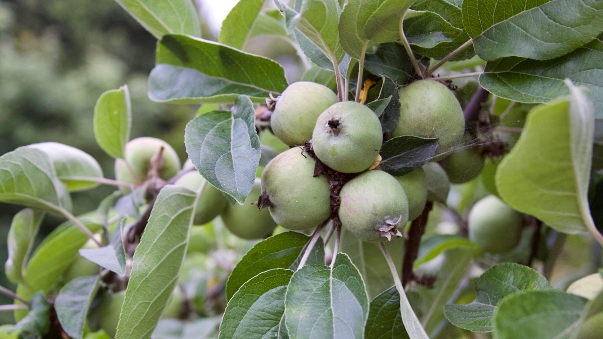 OrtaGardens's tweet photo. Planting Beans with Kids + Caring for Apple Trees - https://t.co/aYBz04CcdM https://t.co/jsELm87NnW