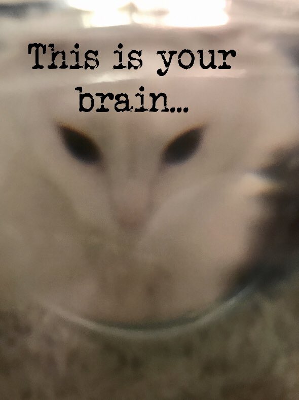 ThurstonWaffles's tweet photo. Not even once... https://t.co/jQwPhRCYwp