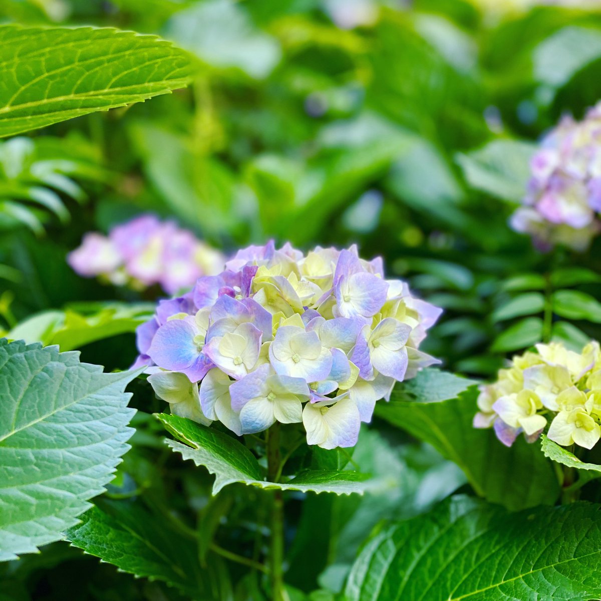 おはよう🌱
今日もよろしくね!
https://t.co/QzO08X86Jw
#秘密基地ライブ配信 #弾き語り #ピアノ #ライブ #たなかみどり #癒し https://t.co/MDXNmxC0nD