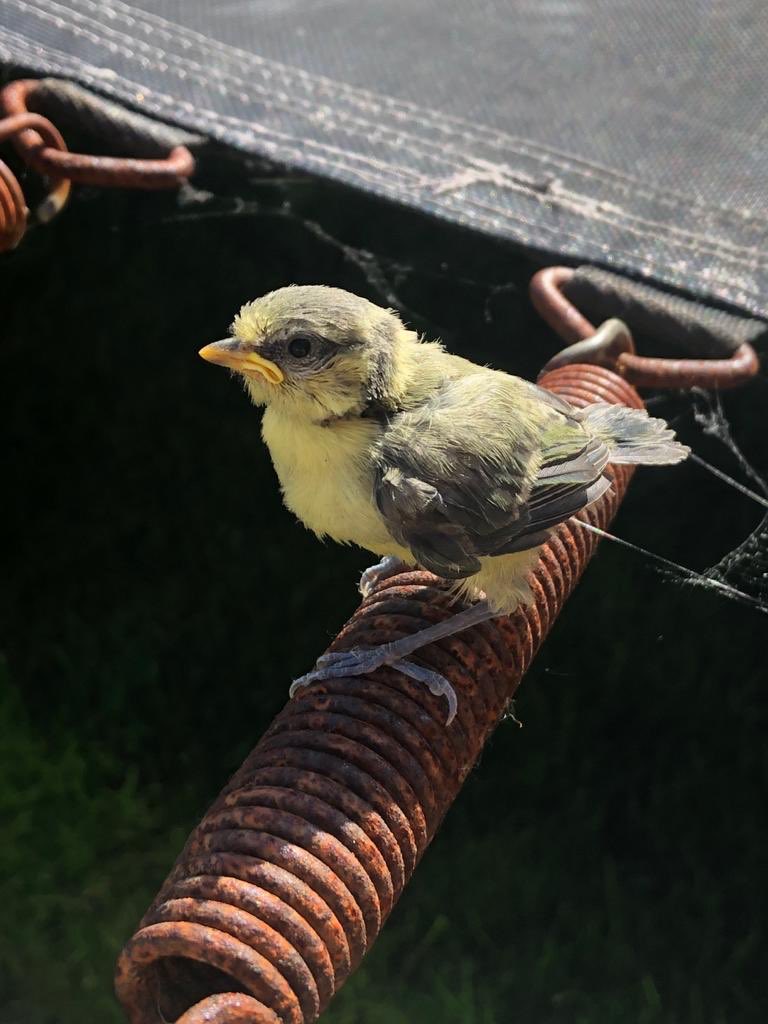 It was worth making a bird house to see this