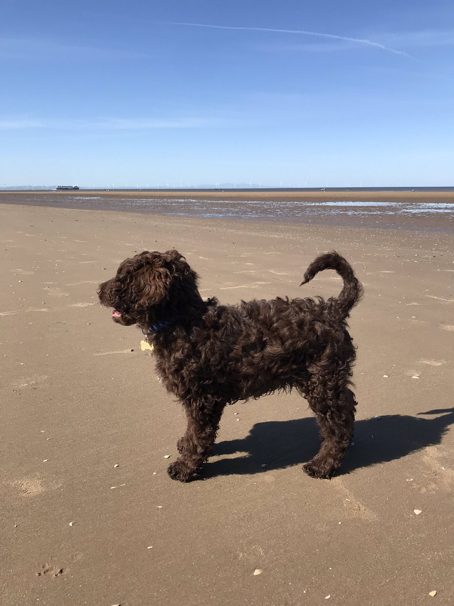 KarstGeography's tweet photo. Had a great visit to @NTFormby today and was Felix’s first visit to a beach. We all had an amazing time and can’t wait for our next visit. #lockdown2020 #teacher #Social_Distancing #puppylove #missingsport https://t.co/FS7zAbgmWB