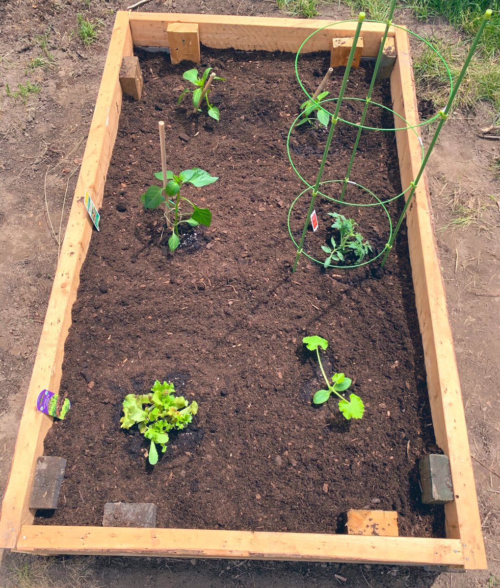 Weather was beautiful this week vegetable garden is in 🌱☀️
🥬 lettuce 
🍅 tomatoes 
🌶 bell &amp; hot peppers 
🥒 zucchini 

#vegetablegarden #garden #growyourown #vegetables #Sustainability #peppers #tomatoes #zucchini #lettuce