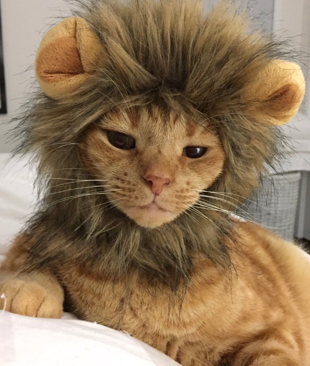 frisky9's tweet photo. I am FRISKY the LIONHEART hear me ROAR.❤️❤️❤️❤️ https://t.co/Bo9rDX5POH