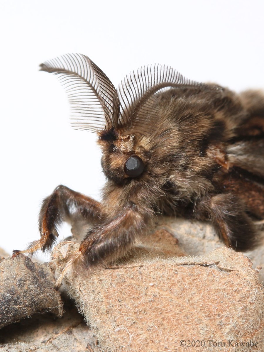 트위터의 川邊透 님 3年前の今日 秋に採ってきていたオオミノガの簑虫から とつぜん可愛いオスが羽化してびっくりしました 17 5 30 今日の虫