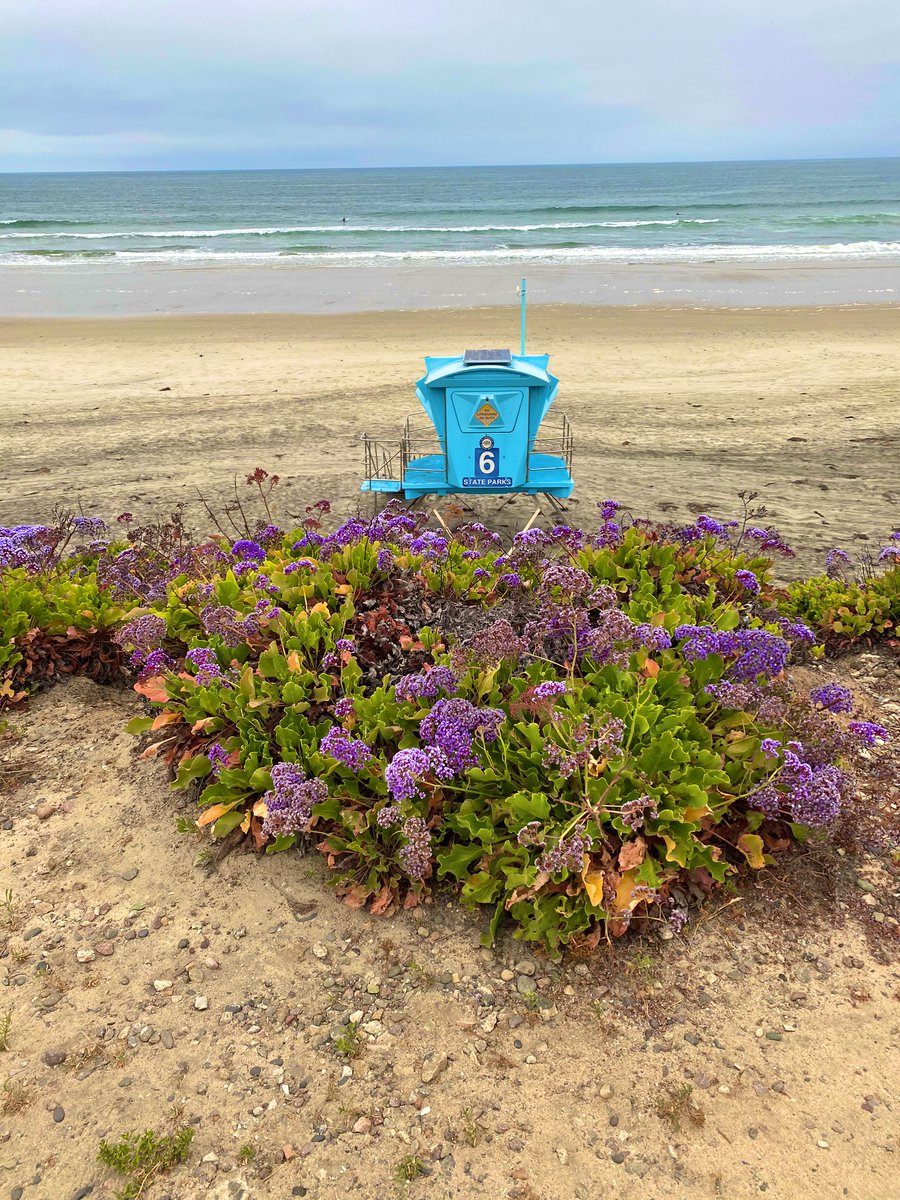 CoachBrandPE's tweet photo. Happy Friday #DMUSD @CDM_Dragons Enjoy some time outdoors this weekend. Go for a walk, a run, a bike ride, a surf, or find a physical activity that brings you joy. #maxyourdays PA will reduce your stress & anxiety. So get active!! https://t.co/GpNihw3NUH