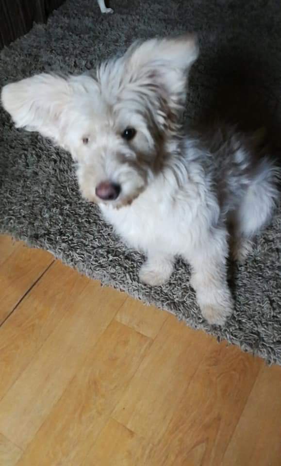 UDDACHILE's tweet photo. Esta es la perrita que fue golpeada por Danilo Breskovic, hoy frente a su dueño y fuera de su casa.
A nuestro juicio no hay excusas para el vil y cobarde comportamiento que tuvo con esta perrita. https://t.co/egKjcKjCVi