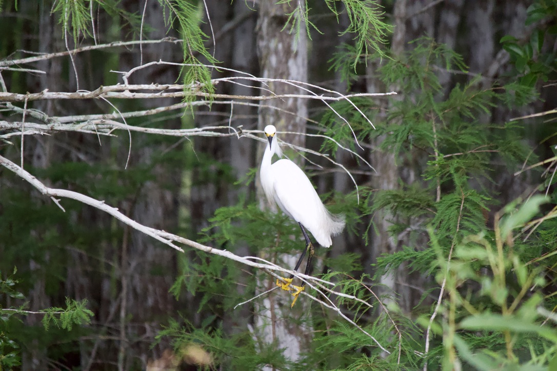 got a bunch of new species on my most recent trip out so! 22. snowy egret. while snowy egret populations are strong in modern times, they were once driven to incredibly low numbers by hunting as their breeding feathers were taken for decorating hats in the 19th century.