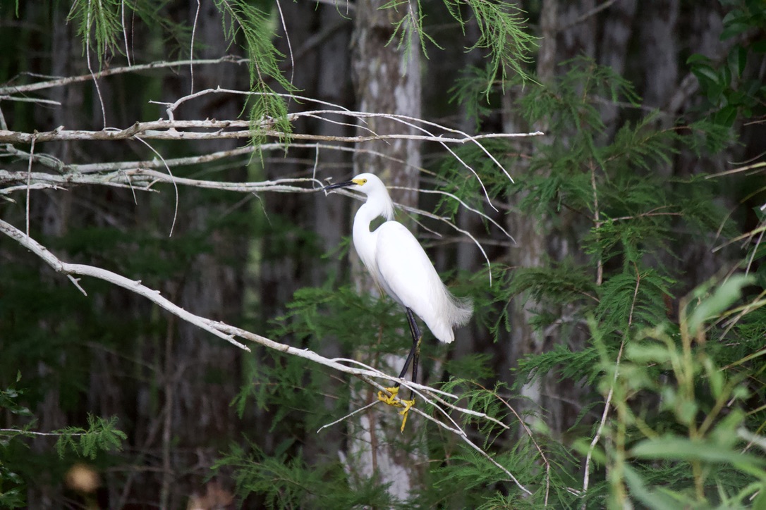 got a bunch of new species on my most recent trip out so! 22. snowy egret. while snowy egret populations are strong in modern times, they were once driven to incredibly low numbers by hunting as their breeding feathers were taken for decorating hats in the 19th century.