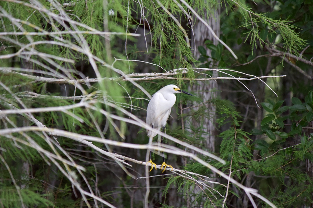 got a bunch of new species on my most recent trip out so! 22. snowy egret. while snowy egret populations are strong in modern times, they were once driven to incredibly low numbers by hunting as their breeding feathers were taken for decorating hats in the 19th century.