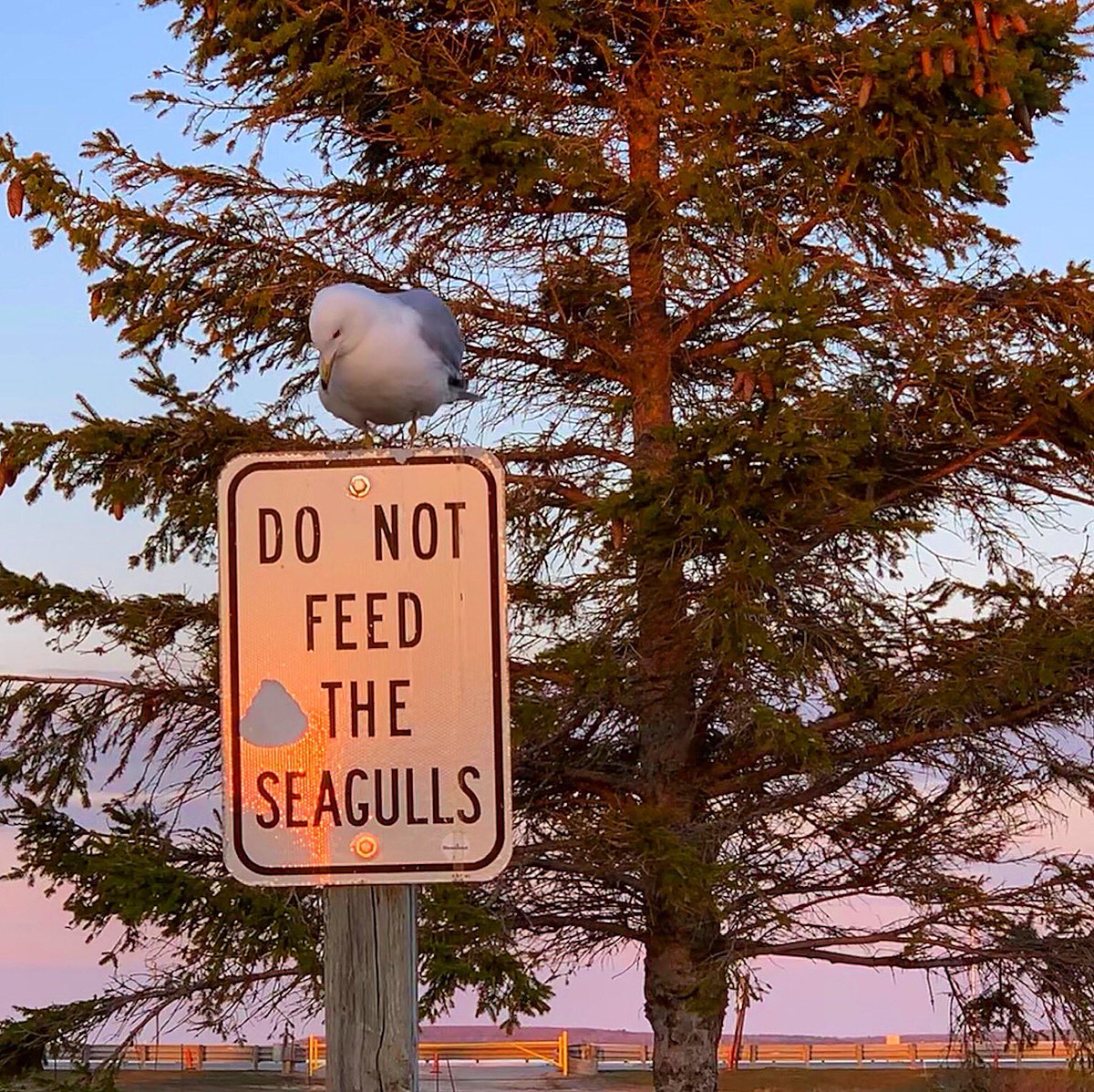 MitchandMarcy's tweet photo. @BenJamesPhotos Hey #BENPC, this hungry #bird does not like the #sign below,
He was actually hoping for something yummy to-go!
๐ฆ๐ธ #mitchandmarcyphotos
@edayphotos #sunset
#PureMichigan @StormHour #MackinacStraits #ThePhotoHour @mackinacisle @LensAreLive #VirtualPureMichigan https://t.co/lg0csSpXXk
