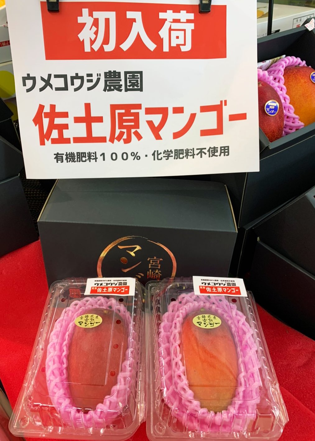 ナガノヤ ウメコウジ 公式 Tren Twitter ウメコウジ農園の 佐土原マンゴー が初入荷しました ウメコウジ佐土原本店にて販売中です 完熟間近のマンゴーをネットに包み 自然落下するのを待っています 写真で紫色が完熟前 綺麗な赤のマンゴーが 完熟して