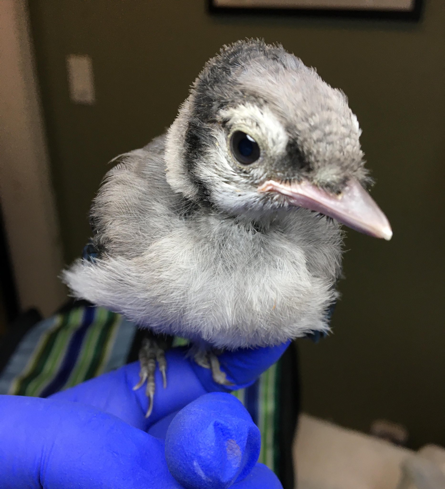 Wild Bird Fund We Love All Our Fledglings Equally Of Course But We Might Love This Fledgling Blue Jay Extra Equally Thank You To All Who Ve Donated Our Spring Baby