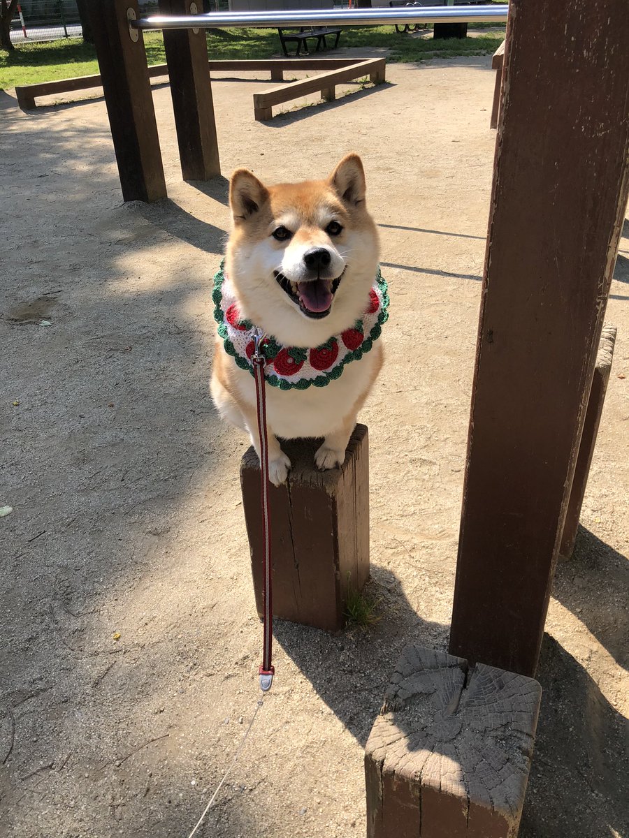 87shiba87's tweet photo. この木陰いい感じでしょー( *´艸`) https://t.co/zIFAyFkPAV