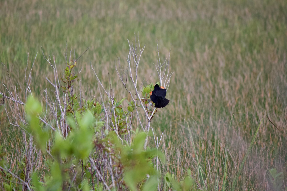 24. red-winged blackbird. the males, who have the colored shoulder patches, will aggressively defend their territory, which includes up to 10 females. the females will also mate outside of their territorial male, having clutches with mixed paternity