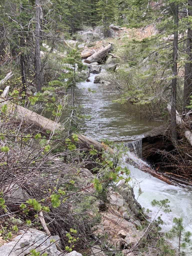 KWood916's tweet photo. Was nice to get out for a day hike today. Even saw a few snow flowers. #shirleytrail #truckee #keepsquawtrue https://t.co/9bguhCRSei