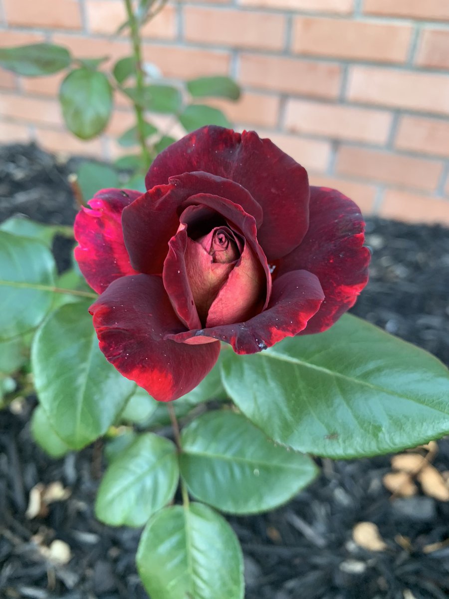 mkeithsmith's tweet image. 