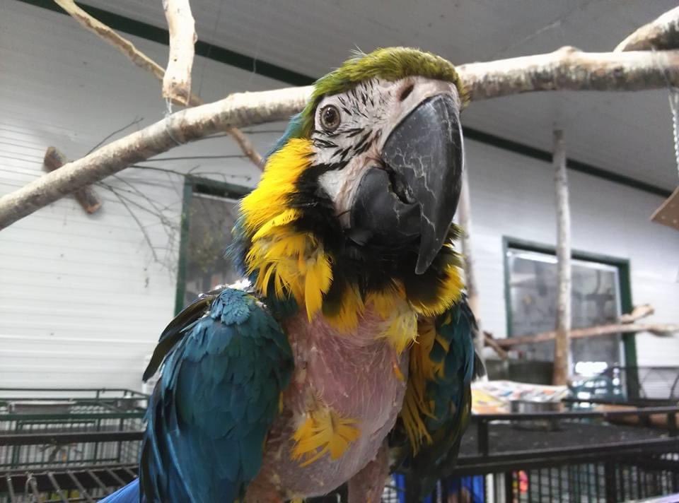 tonnes of them had injuries from just free flying around with other larger birds (lovebirds were just flying around in the same area as cockatoos), many birds died before they were rescued, many were also stolen to be sold off, and the SPCA did nothing