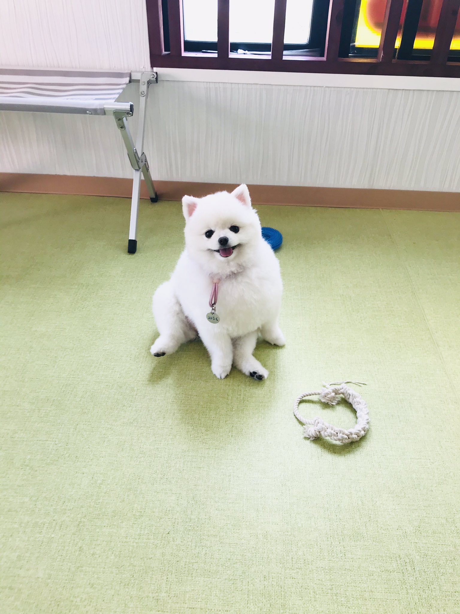 わんわんる む シュシュ おはようございます どすこいみるくです 今日も今日とてどすこいです 皆さんは今日はおでかけですか お仕事ですか シュシュは今日も元気にオープンしますよー お時間がある方はどうぞふらっと遊びに来てください