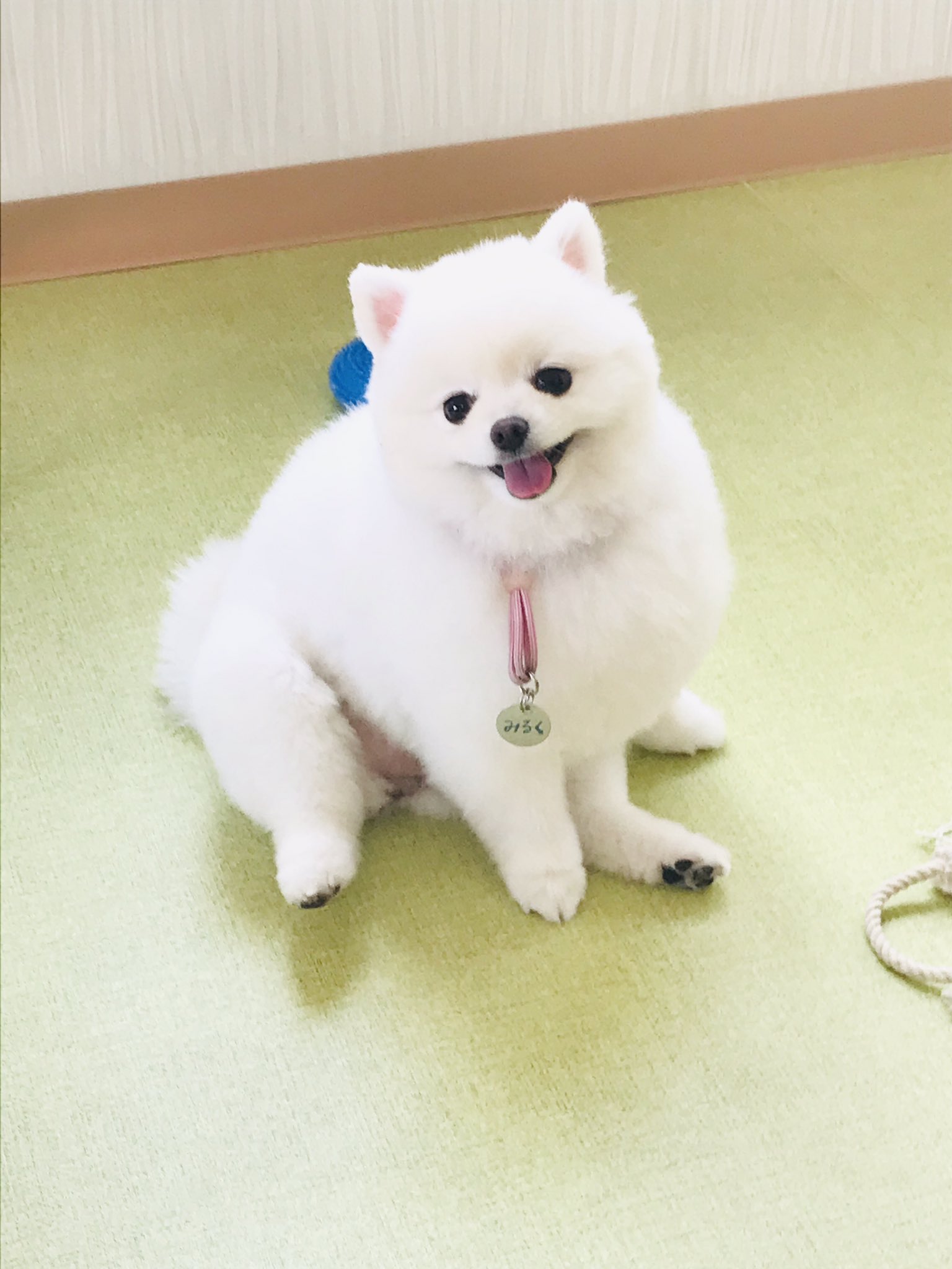 わんわんる む シュシュ おはようございます どすこいみるくです 今日も今日とてどすこいです 皆さんは今日はおでかけですか お仕事ですか シュシュは今日も元気にオープンしますよー お時間がある方はどうぞふらっと遊びに来てください