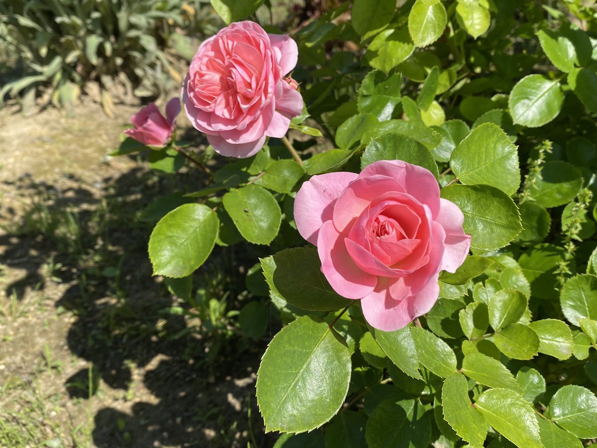 日曜ロザリアン 今朝のバラ バイランド ビエドゥー ミサキ パシュミナ T Co Djjflw492z Twitter