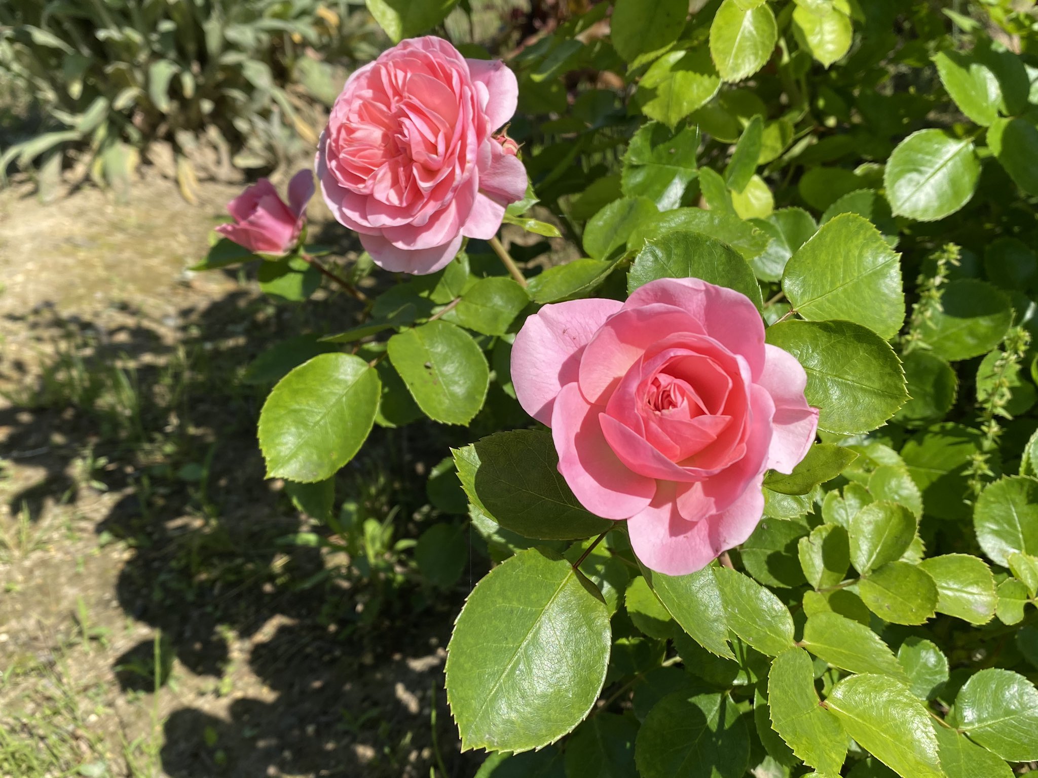 日曜ロザリアン 今朝のバラ バイランド ビエドゥー ミサキ パシュミナ T Co Djjflw492z Twitter