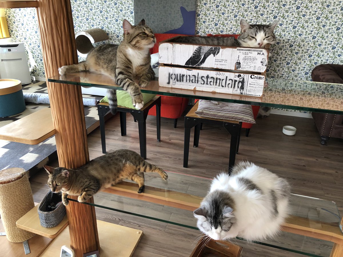 ネコカフェｍｏｎｔａ Nekocafemonta Twitter