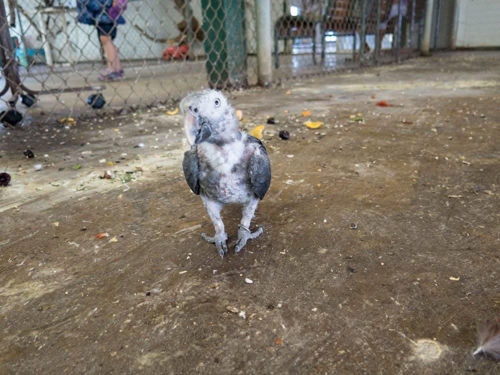 food dishes were never cleaned, there was apparently a huge layer of mould at the bottom of all of them, as you can see in the photos the cages weren’t clean either, there were mice and rats everywhere, the smell of ammonia was unbearable