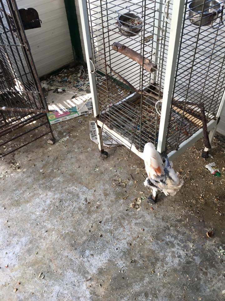 food dishes were never cleaned, there was apparently a huge layer of mould at the bottom of all of them, as you can see in the photos the cages weren’t clean either, there were mice and rats everywhere, the smell of ammonia was unbearable