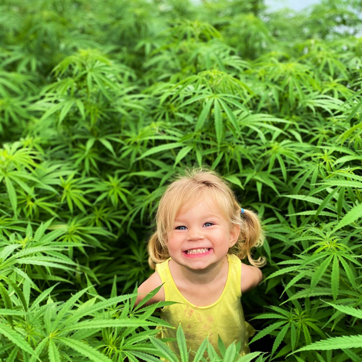 FarmsWhispering's tweet photo. We are finished cloning the early season varieties and will start the late season varieties. Here is a Pippa in our late Sue Mother’s. Every clone you buy helps feed this little girl. #hempclones #tnhemp https://t.co/eoDyxwxwt4