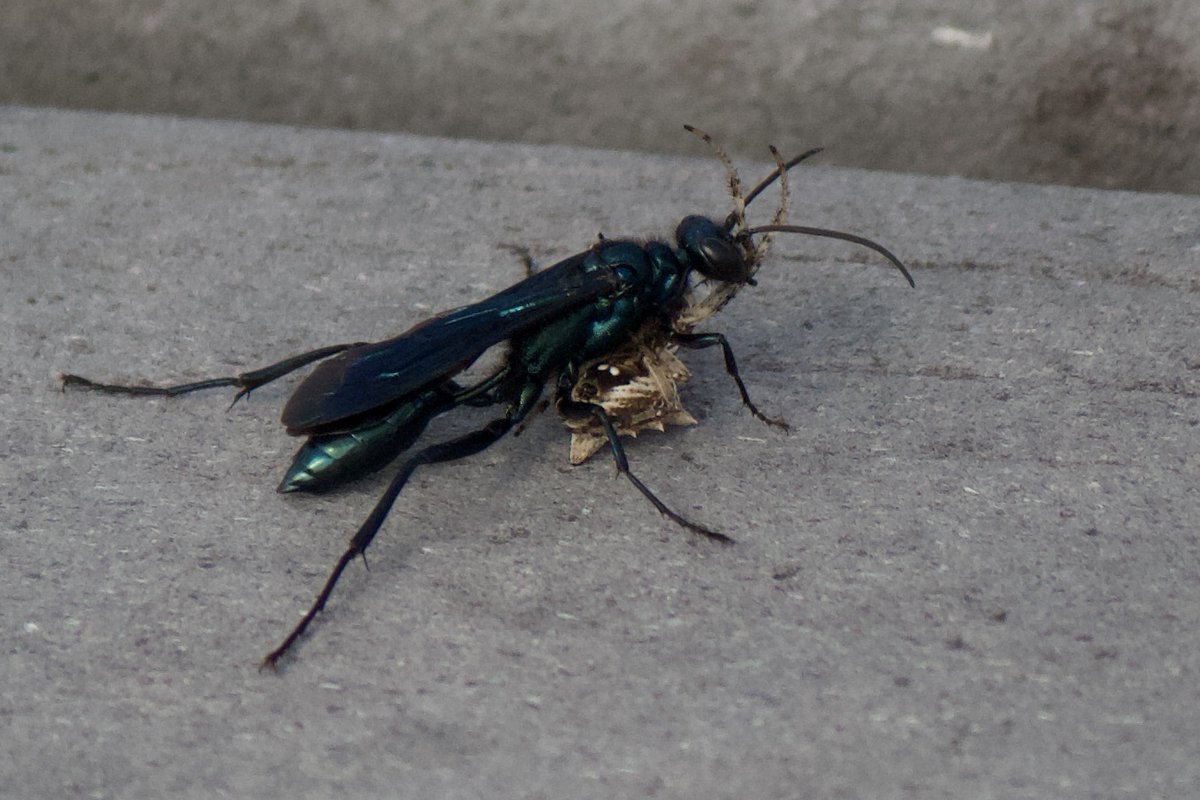  #inverts time! 25. blue mud dauber. these wasps build mud nests and are known for predating black widows (though this prey does not appear to be a widow). 26. black swallowtail. males emerge early to stake out territory and advertise themselves to females for mating.