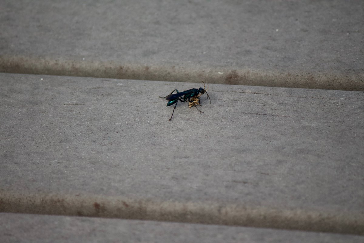  #inverts time! 25. blue mud dauber. these wasps build mud nests and are known for predating black widows (though this prey does not appear to be a widow). 26. black swallowtail. males emerge early to stake out territory and advertise themselves to females for mating.