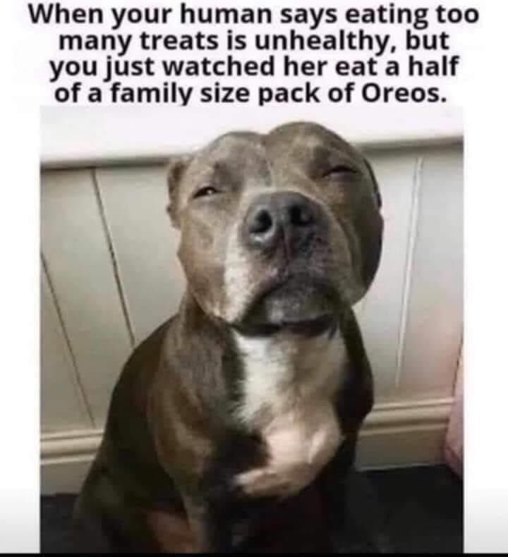 DogDaysofDakota's tweet photo. I watched my uncle @dpasamonte eat an entire pack of Double Stuf @Oreo many times. https://t.co/B7yH1LtQkO