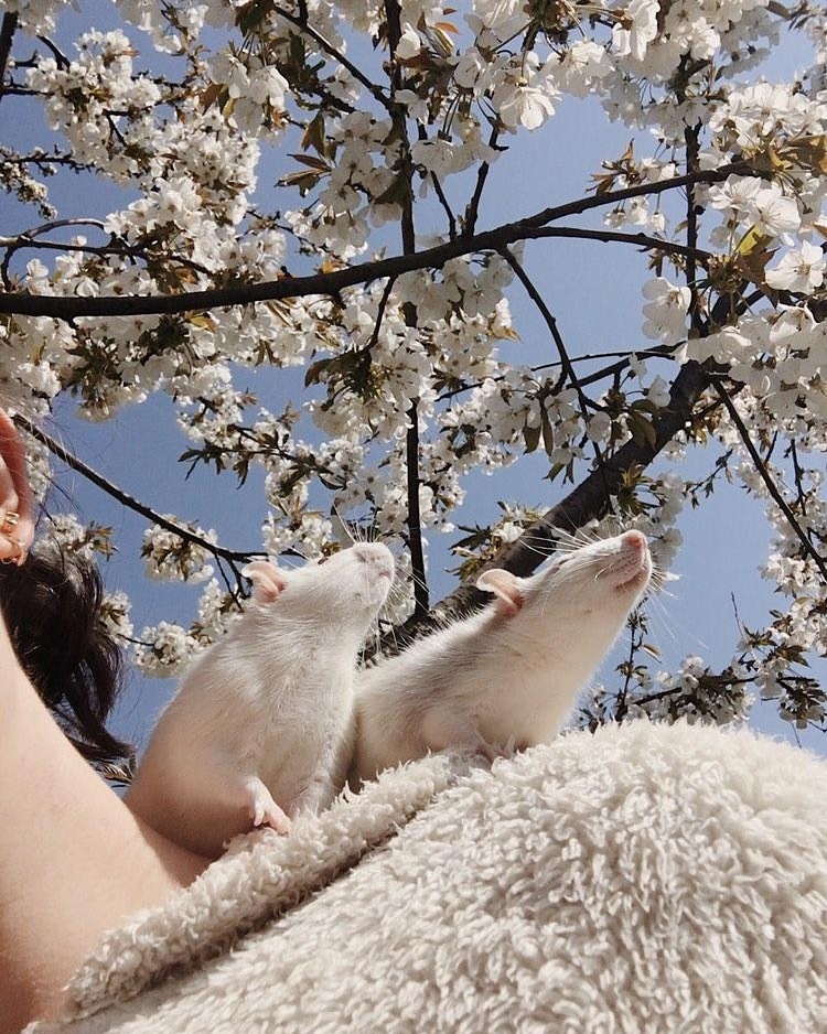 Dude and Dean went for a shoulder ride today to get some vitamin D. Vitamin D is their favorite vitamin because it starts with the same letter as their names 🐁🐁☀️
(IG: cherryanesthesia)