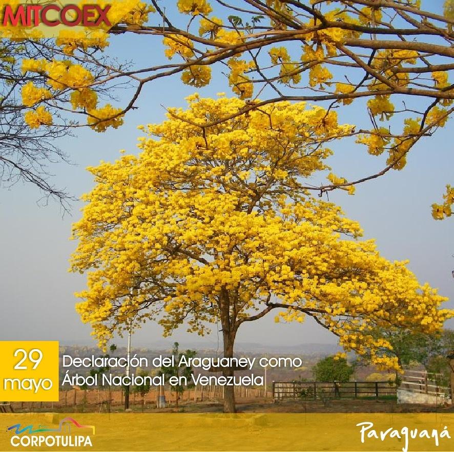 CorpotulipaP's tweet photo. Hoy celebramos los 72 años de la declaración de nuestro Araguaney como Árbol Nacional de Venezuela.
@Inatur_vzla @PLASENCIAFELIX @MitcoexV https://t.co/DVUoAdogov